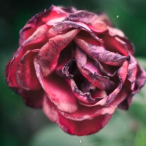 Colour Rose