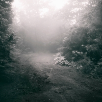 Into the woods, misty forest, fog, mountains and dirt roads